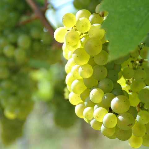 Volunteer Harvest Days 2024