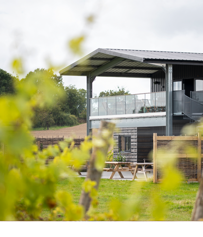 Vineyard Tour and Wine Tasting