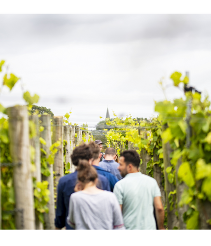 Vineyard Tour and Wine Tasting